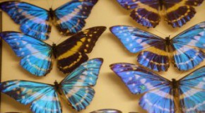 Banner 6