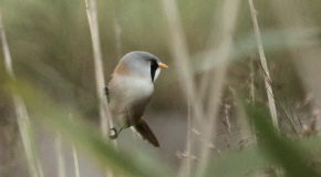 Bearded Tit