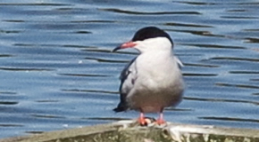 Tern