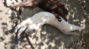 Yoga
              Cat